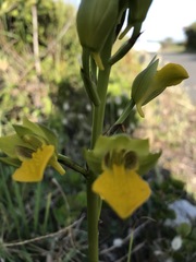 Orthochilus litoralis