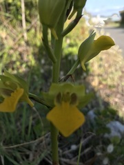Orthochilus litoralis