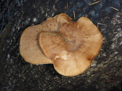 Polyporus mcmurphyi
