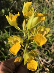 Orthochilus litoralis