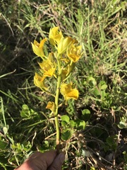 Orthochilus litoralis