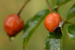 Pyrus betulifolia