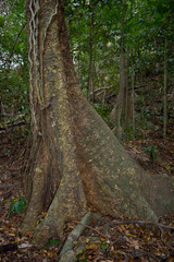 Dysoxylum gaudichaudianum