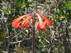 Cyrtanthus fergusoniae