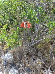 Cyrtanthus fergusoniae