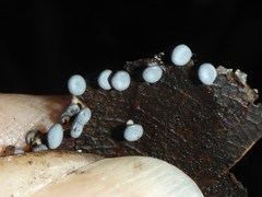 Diderma hemisphaericum