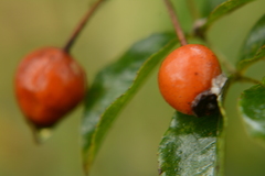 Pyrus betulifolia