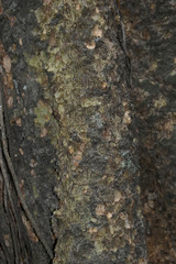 Dysoxylum gaudichaudianum