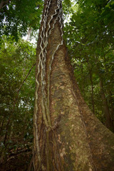 Dysoxylum gaudichaudianum