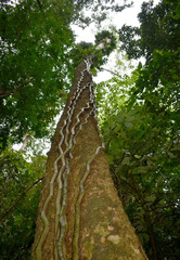 Dysoxylum gaudichaudianum