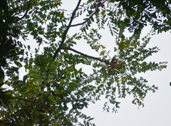 Dysoxylum gaudichaudianum