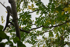 Dysoxylum gaudichaudianum