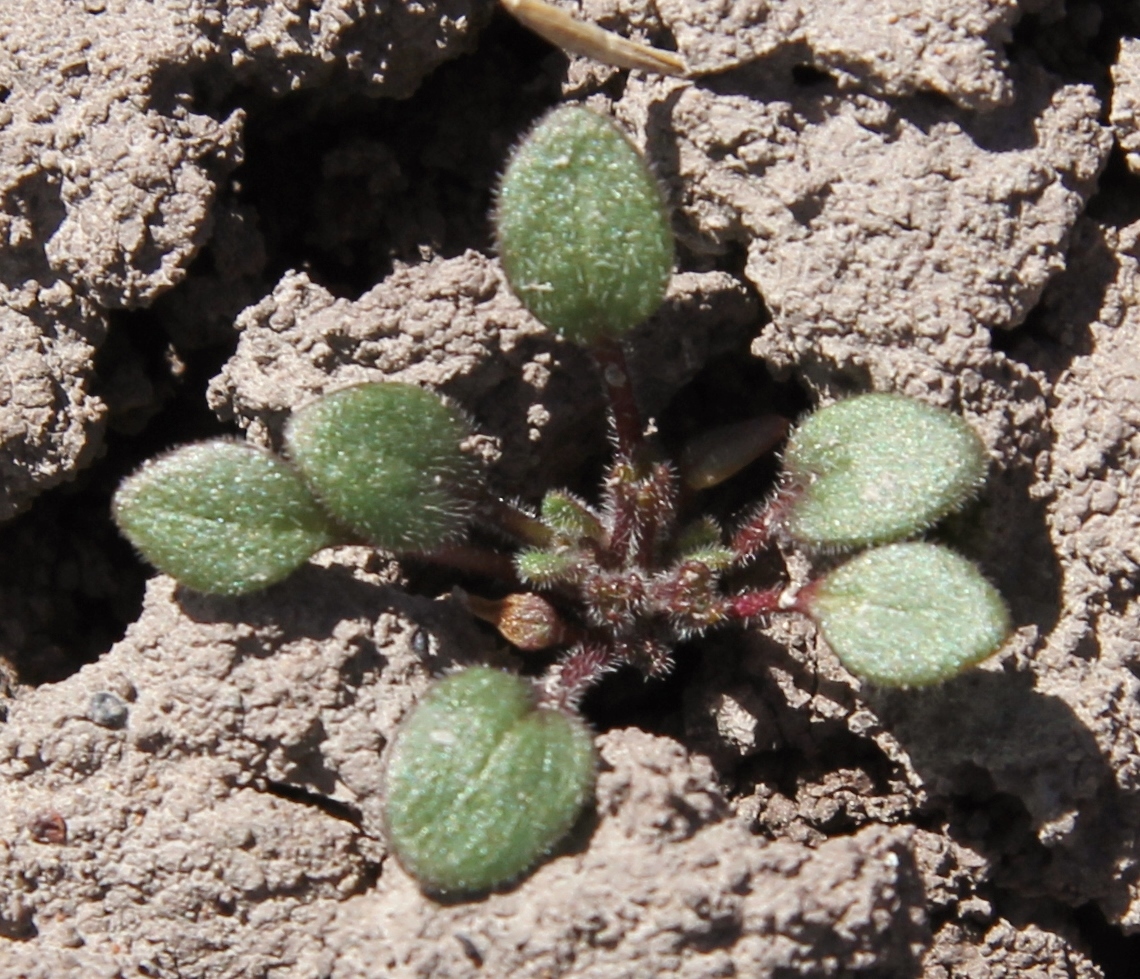 Phacelia scopulina