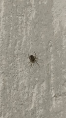 Gibbaranea bituberculata