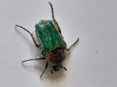 Leucocelis amethystina