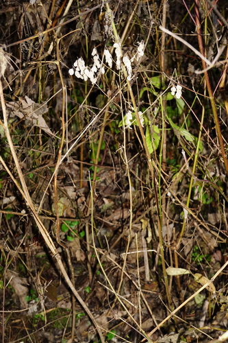 Image of Peltaria alliacea by (c) Patrick Hacker, some rights reserved (CC BY)