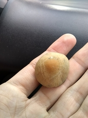 Panaeolus cyanescens