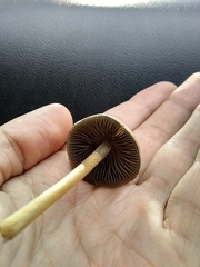 Panaeolus cyanescens