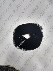 Panaeolus cyanescens