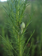 Pantomorus viridisquamosus