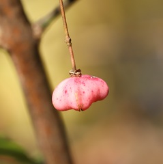 Euonymus hamiltonianus sieboldianus