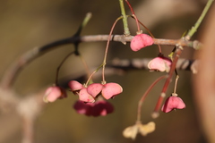 Euonymus hamiltonianus sieboldianus