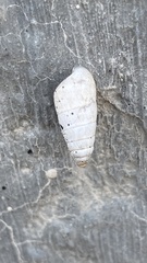 Brephulopsis