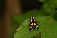 Zeuxippa formosa
