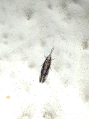 Trichoptera