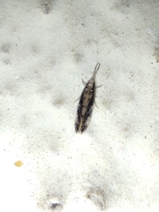 Trichoptera