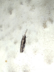Trichoptera