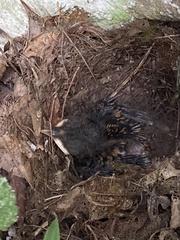 Turdus olivaceus