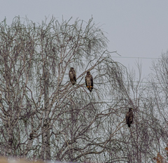 Haliaeetus albicilla