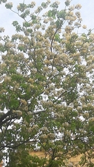 Crateva unilocularis