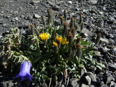 Scorzoneroides montana