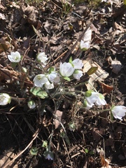 Hepatica