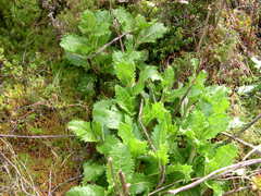 Leontodon filii