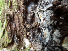 Raphidiinae