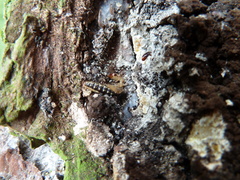 Raphidiinae