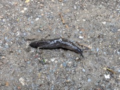 Milacidae