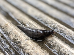 Milacidae