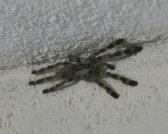 Poecilotheria