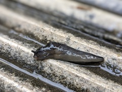 Milacidae