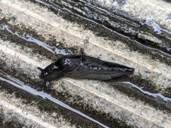 Milacidae