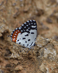 Talicada nyseus nyseus