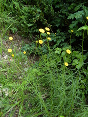 Leucanthemum discoideum