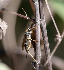 Agonocryptus discoidaloides