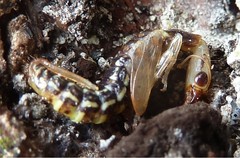 Raphidiinae