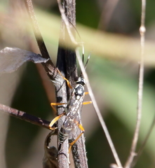 Agonocryptus discoidaloides