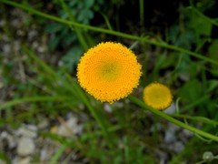 Leucanthemum discoideum